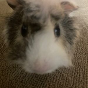 Meet your Posher, Zenaya